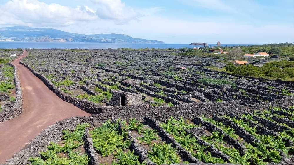 Azores and Madeira