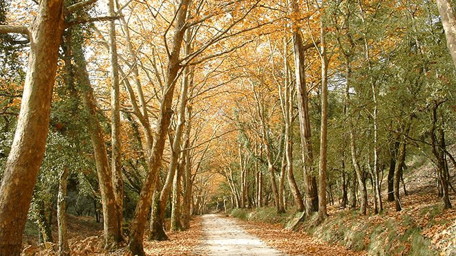 Tapada Nacional de Mafra